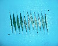 img/Respiri - 3/Primavera.jpg